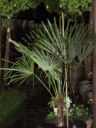 Top Skórcz Top Skórcz