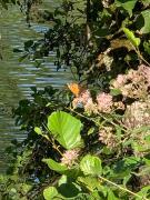 Top Saint-Victor-de-Morestel