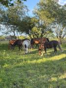 Top Saint-CÃ´me-du-Mont