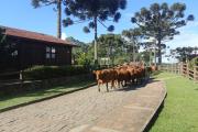 Top Lages