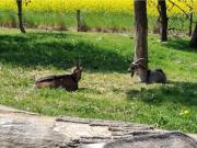 Seaside Serenity in Jaegerspris-By Traum