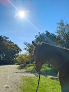 Top Bisceglie Top Bisceglie