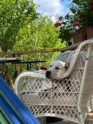 Top Şanţu Floreşti