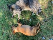 "Ai 4 Soli" "Ai 4 Soli"