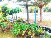Top Arau