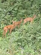 Top Poiana Mărului Top Poiana Mărului