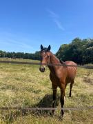 Ty Kerguen - A labri du temps, Route de lOcean