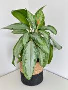 Top Cambes-en-Plaine