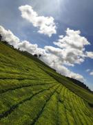 Top Ooty