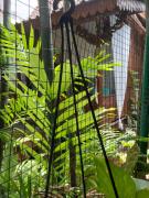 Buratwangi Joglo House