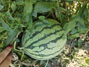 Top Vizantea-Mînăstirească