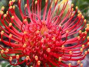 Spatsels Vrede, Vermont, Hermanus