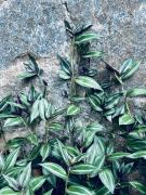 The Forest Inn Kandy