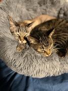 Top Rishiri Top Rishiri