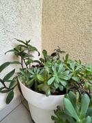 Apartment for Couples Stella Split Croatia