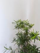 Mamaya Rental Villas El Nido