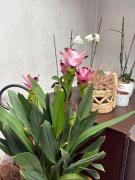 Top Cefalù Top Cefalù