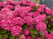 Stable Cottages 1&2 beside Canal & Surfing Beaches