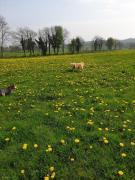 Nellies Cottage B&B & Log Cabins