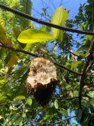 Moonshade Handapanagala