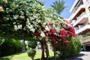 Top Limassol
