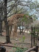 InniBos Marloth Park