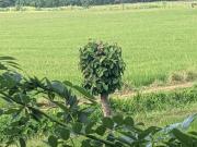 Green View Holiday Home