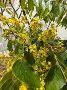 Top Jincheng Top Jincheng