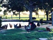 Top Floresville