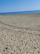 Le Cygne Canet Plage