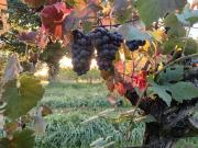 Top Kirchheim am Neckar