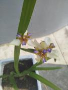 Flat Solife 1 Cabo Frio-Búzios