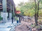 Croc Orvylls Kruger Lodge, Close to Kruger National Park we are popular for Free roaming wildlife