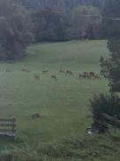 Alpine nest in Val di Zoldo