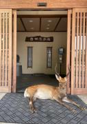 Yoshidaya Ryokan よしだや