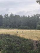 Top Fabianki Top Fabianki