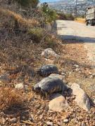 Stergiou Luxury Apartments με κοινη πισινα