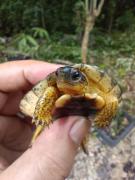 Cabaña Zapote en Rancho Los Jaguares Jungle Retreat Tulum