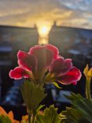 Tailte Trá Tailte Trá