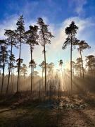 Top Buchholz in der Nordheide