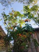 Laanrablom Bed&Breakfast