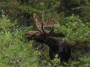 Top Lilla Skärmnäs