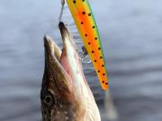 Top Lilla Skärmnäs