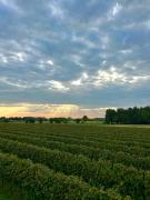 Top San Biagio di Callalta