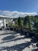 Top Bad Neuenahr-Ahrweiler