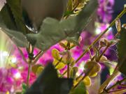 Swarga Fireflies Swarm