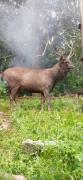 Top Thekkady Top Thekkady