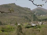 Top Amola
