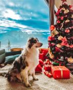 Top Kościelisko Top Kościelisko