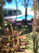 Top Oberá Top Oberá